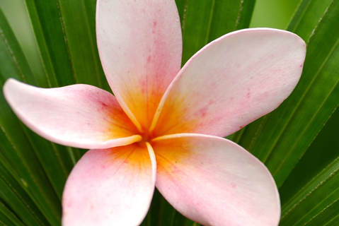 Waikiki.com  9