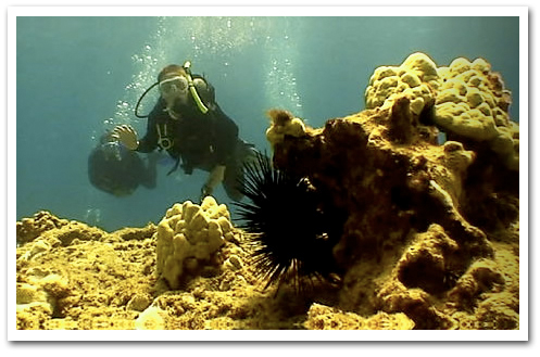 Waikiki.com Tours and Activities