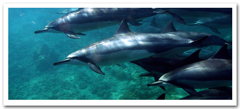 Waikiki.com Tours & Activities