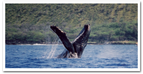 Maui One Day Tour Hana Adventure