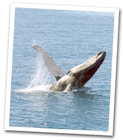 Book Waikiki and Hawaii Tours &  Activities Online