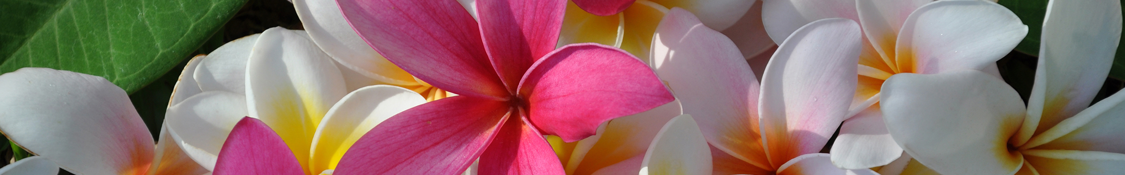 Waikiki, Honolulu, Oahu