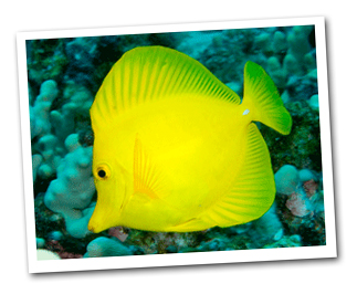 Waikiki Aquarium - Yellowfish